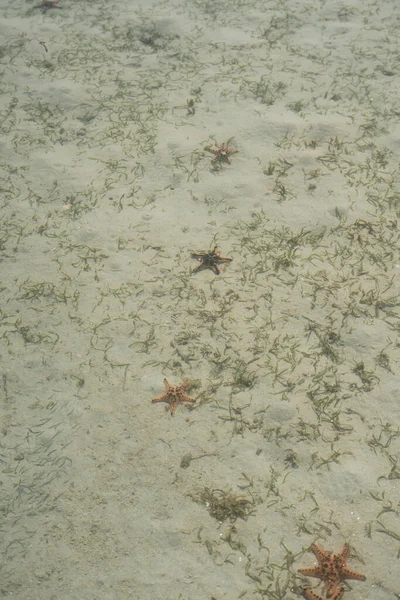 Celebes Denizi 'nin dibinde denizyıldızı var.