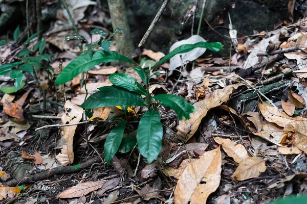 Verdadeiro Ambiente Florestal Nos Trópicos Selva Tropical Asiática Bornéu — Fotografia de Stock