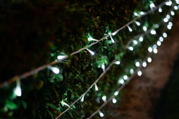 Dekoration Licht Weihnachtsfeier Auf Garten Sträucher Abstraktes Bild Verschwommen Defokussiert — Stockfoto