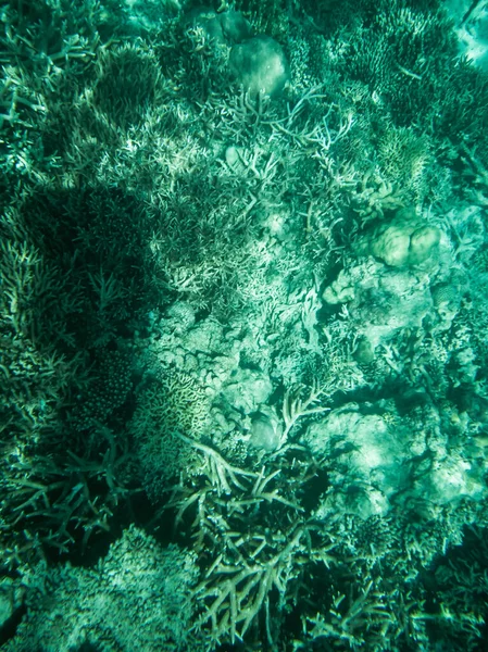 Turkuaz Suda Tropik Deniz Mercan Resifi Manzarası Mercan Resifi Sualtı — Stok fotoğraf