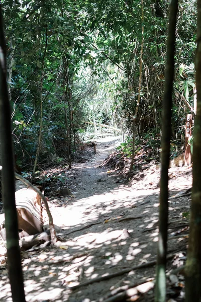 Verdadeiro Ambiente Florestal Nos Trópicos Selva Tropical Asiática Bornéu — Fotografia de Stock