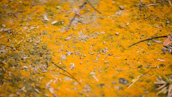 Moss Texture Moss Background Yellow Moss Grunge Texture Background — Stockfoto