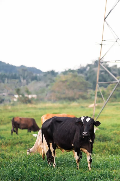 Mucche Pascolo Campo Verde Villaggio Paese Tropicale — Foto Stock