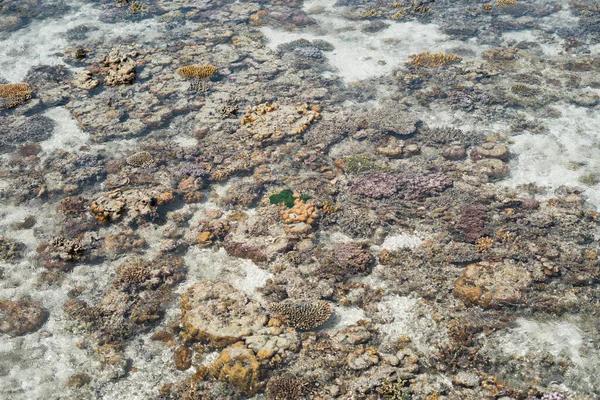 Levande Korall Vid Lågvatten Sampoerna Sabah Malaysia — Stockfoto