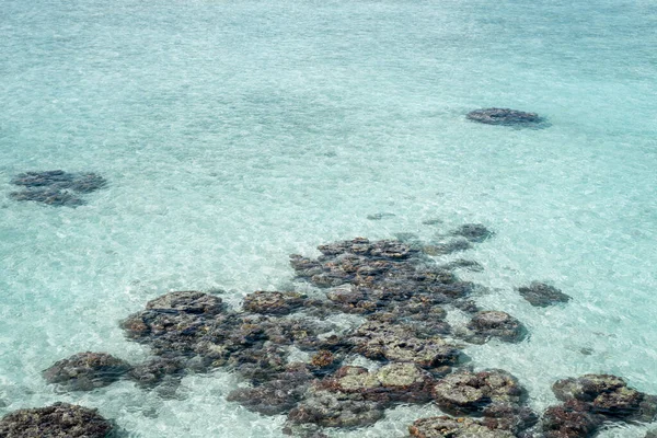 Żywy Koralowiec Podczas Odpływu Sampoerna Sabah Malezja — Zdjęcie stockowe