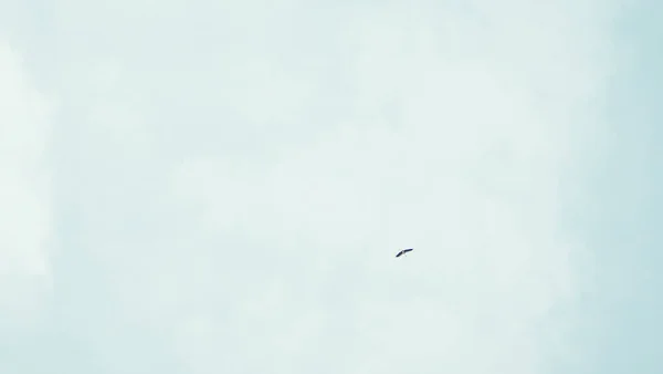 天空中的白云和鸟儿 — 图库照片