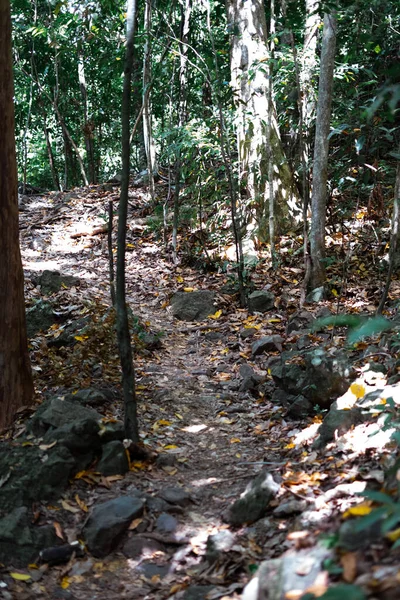 Lingkungan Hutan Nyata Daerah Tropis Hutan Tropis Asia Kalimantan — Stok Foto