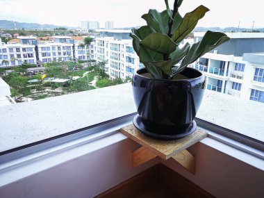 Bir apartmanın penceresinin yakınındaki kapalı bir tesiste keman yaprağı ağacı.