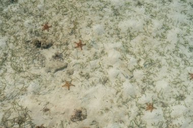 Celebes Denizi 'nin dibinde denizyıldızı var.