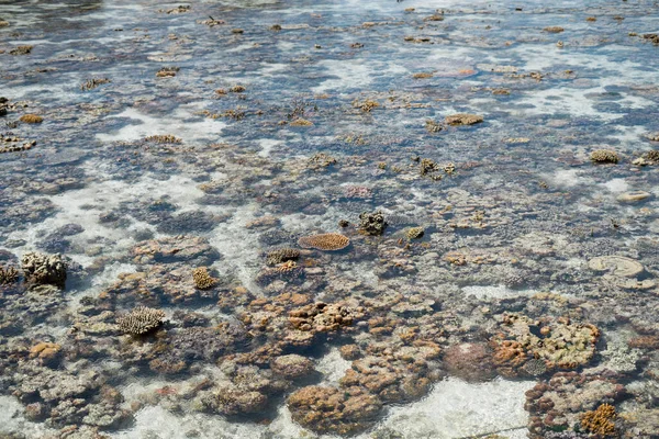 Lebende Korallen Bei Ebbe Auf Sampoerna Sabah Malaysia — Stockfoto