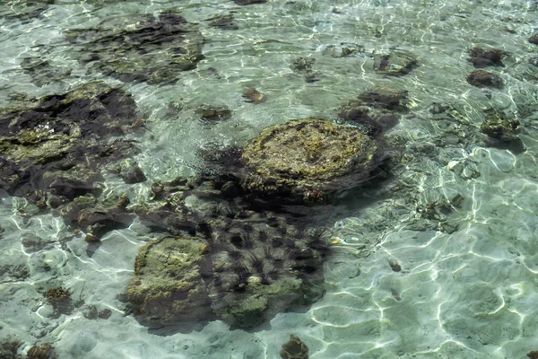 Rafa Koralowa Wokół Wyspy Morzu Celebes Podczas Odpływu Sprawia Niesamowite — Zdjęcie stockowe