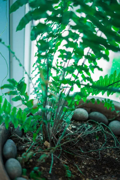 Doğal eğreltiotu bitkisi. Genç yeşil eğrelti otu yapraklarıyla yapılmış güzel bir arka plan. Lahana rengi.