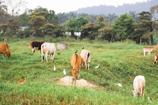 Tropikal bir ülkedeki yeşil bir köyde inekler otluyor..