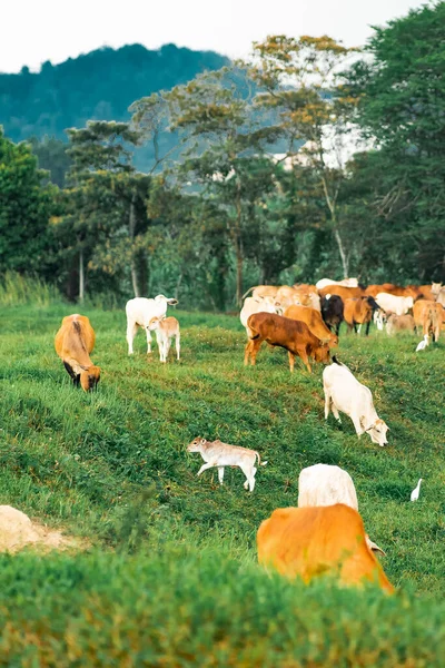 Tropikal bir ülkedeki yeşil bir köyde inekler otluyor..