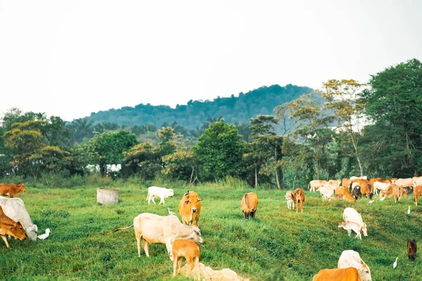 Vaches Broutant Sur Champ Vert Dans Village Dans Pays Tropical — Photo