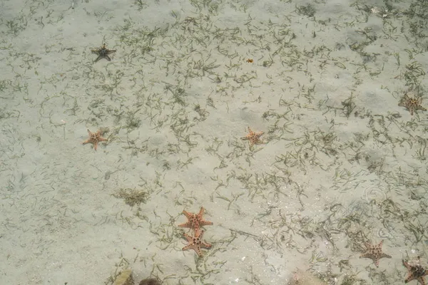 Starfish Fundo Mar Das Celebes — Fotografia de Stock