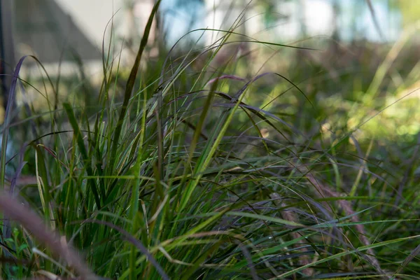 Högt Grönt Gräs Fältet Sommaren Våren Äng Landskap Solig Dag — Stockfoto