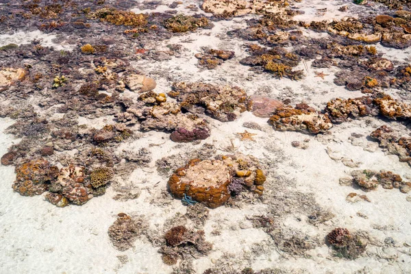 Live Coral Low Tide Sampoerna Sabah Malaysia — Stock Photo, Image