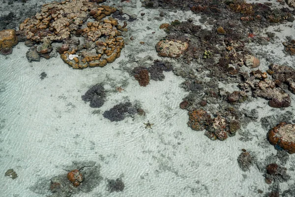 Coral Vivo Maré Baixa Sampoerna Sabah Malásia — Fotografia de Stock