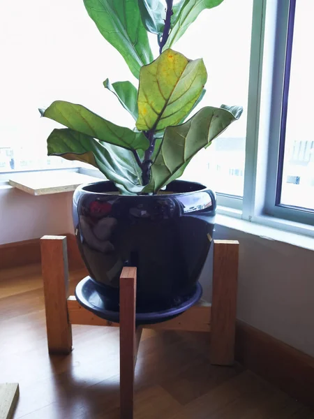 indoor plant on stand fiddle leaf fig tree near window in an apartment.