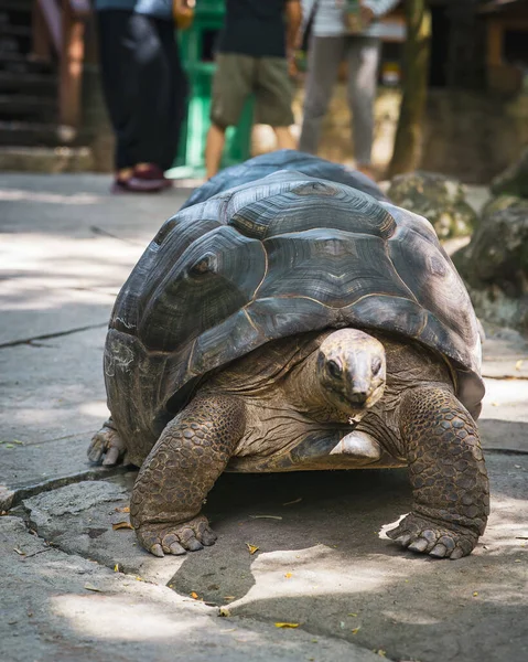 Gran Tortuga Gigante Caminando Por Suelo — Foto de Stock