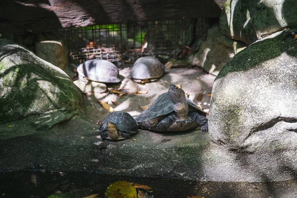 Kaplumbağalar Göletin Yakınındaki Taşlarda Dinleniyorlar — Stok fotoğraf