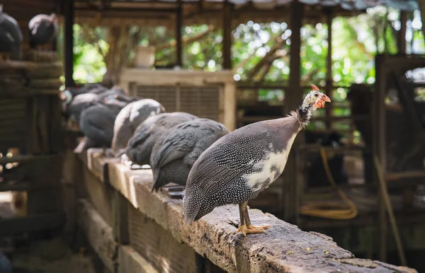 Truthahnvögel Ruhen Auf Dem Holzzaun — Stockfoto