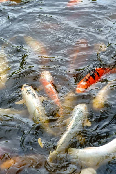 Primo Piano Pesci Koi Colorati Nello Stagno — Foto Stock