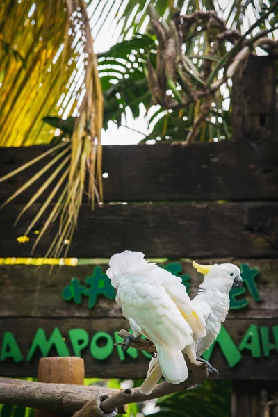 Két Fehér Papagáj Madár Párzás — Stock Fotó