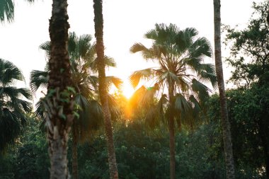 palm trees and green plants in the tropical sea, nature background