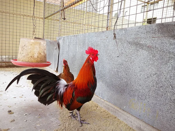 Rooster Chicken Farm Background Close — Fotografia de Stock
