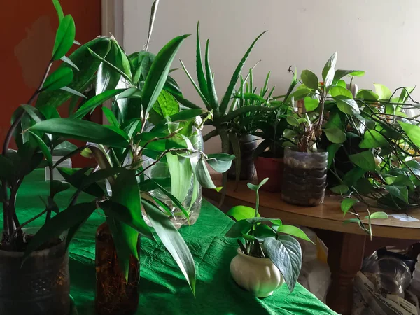 Groene Kamerplanten Het Huis Plantenplankenplank Concept — Stockfoto