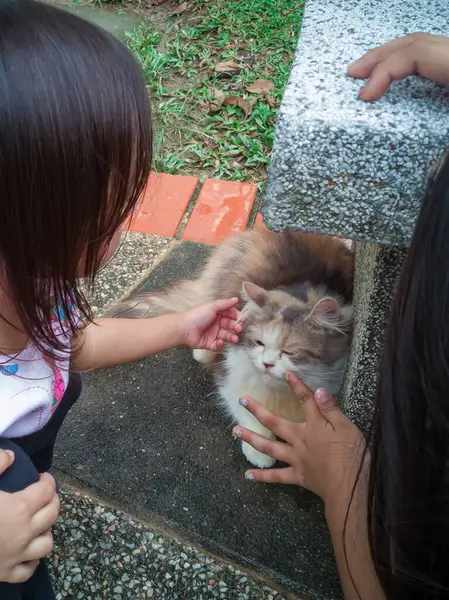 Anak Asia Bermain Dengan Kucing Taman — Stok Foto