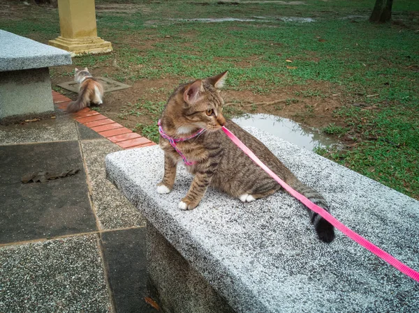 Kat Met Roze Riem Het Park — Stockfoto