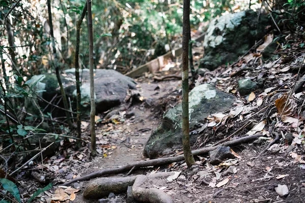 Lingkungan Hutan Nyata Daerah Tropis Hutan Tropis Asia Kalimantan — Stok Foto