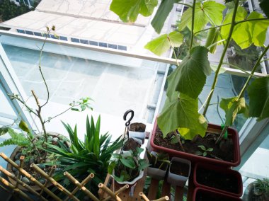 Malezya 'daki apartmanın üst katındaki balkon bahçesi..