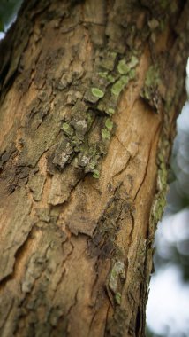 Ormandaki ağaç kabuğu, doku arkaplanı.
