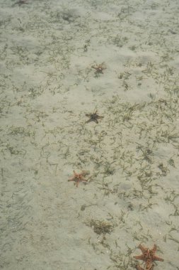 Celebes Denizi 'nin dibinde denizyıldızı var.