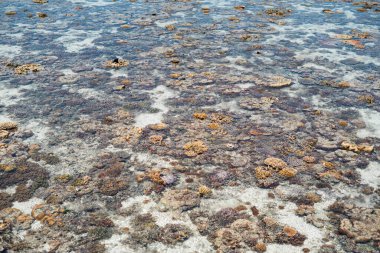 Sampoerna, Sabah, Malezya 'da, gelgitte canlı mercan.