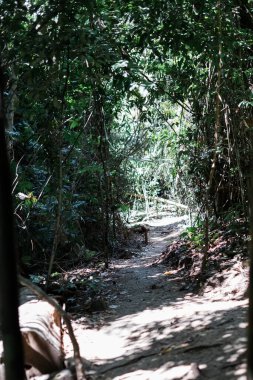 Tropik bölgelerdeki gerçek orman ortamı. Borneo 'daki Asya tropikal ormanı.