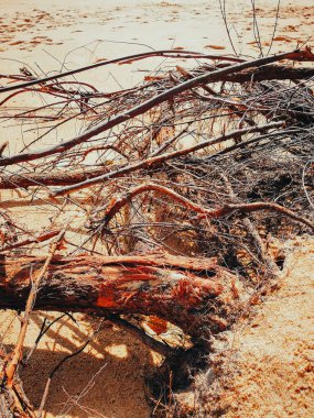 Sahildeki kuru ağaçlar doğa arka planında