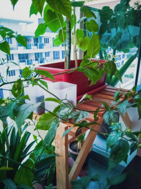 Yenilebilir güzel bitkilerle dolu balkon bahçesi ve geri dönüşümlü eşyalar..