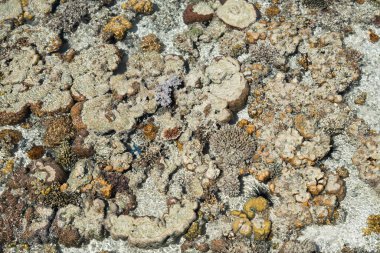 Sampoerna, Sabah, Malezya 'da, gelgitte canlı mercan.