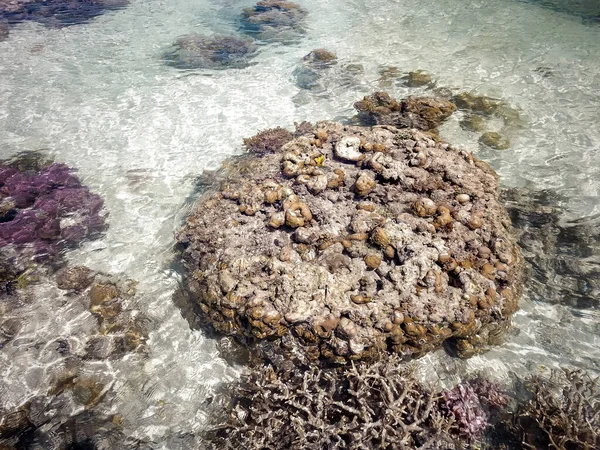 Rafa Koralowa Podczas Odpływu Wyspie Pobliżu Pulau Bum Bum Semporna — Zdjęcie stockowe
