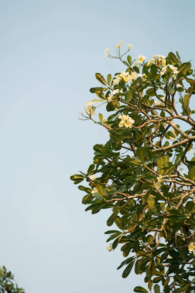 Fleurs Blanches Sur Arbre Sur Ciel Bleu Clair — Photo