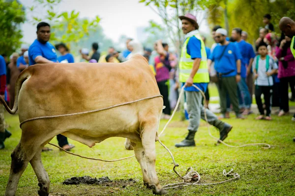 Selangor Malajsie Srpna 2019 Obětní Hostina Známá Také Jako Hari — Stock fotografie