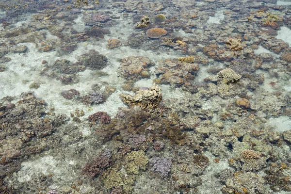 Levande Korall Vid Lågvatten Sampoerna Sabah Malaysia — Stockfoto