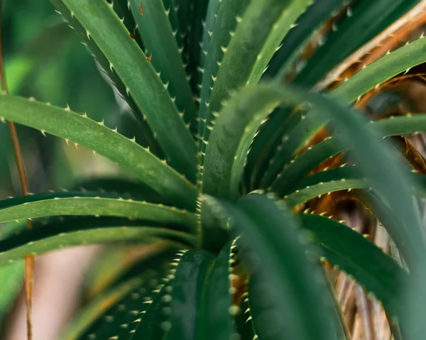Close Succulent Aloe Vera Look Alike Tree — Stock Photo, Image