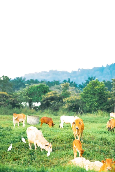 Krávy Pasoucí Zeleném Poli Vesnici Tropické Zemi — Stock fotografie