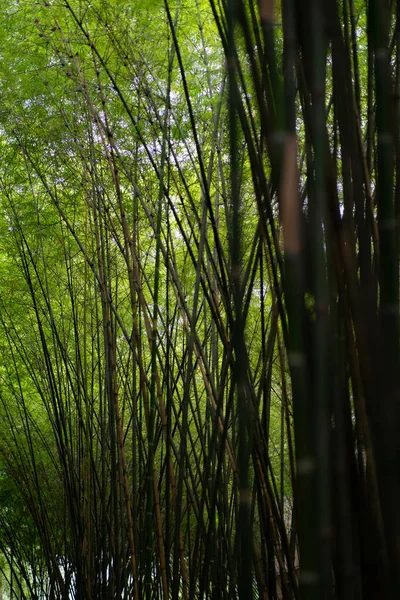 Floresta Bambu Fundo Natureza Verde — Fotografia de Stock